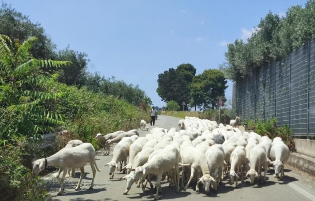 A typical scene when you discover Sicily using rural roads. 