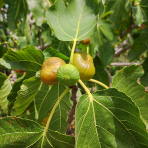 The first figs of the summer in Sicily