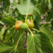 The first figs of the summer in Sicily