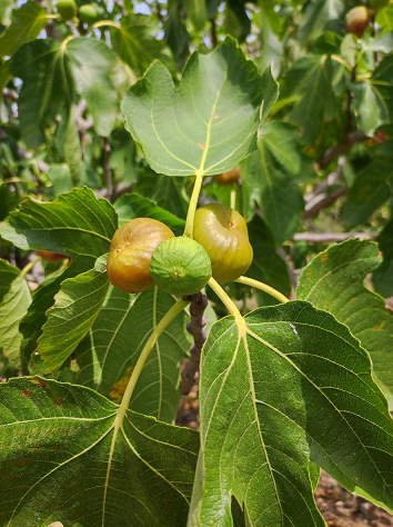 The first figs of the summer in Sicily