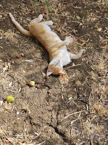 Harry, the farm kitten enjoying the shade under the fig tree.