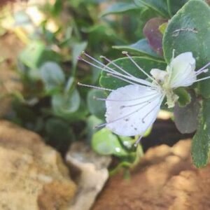My caper berry in flower