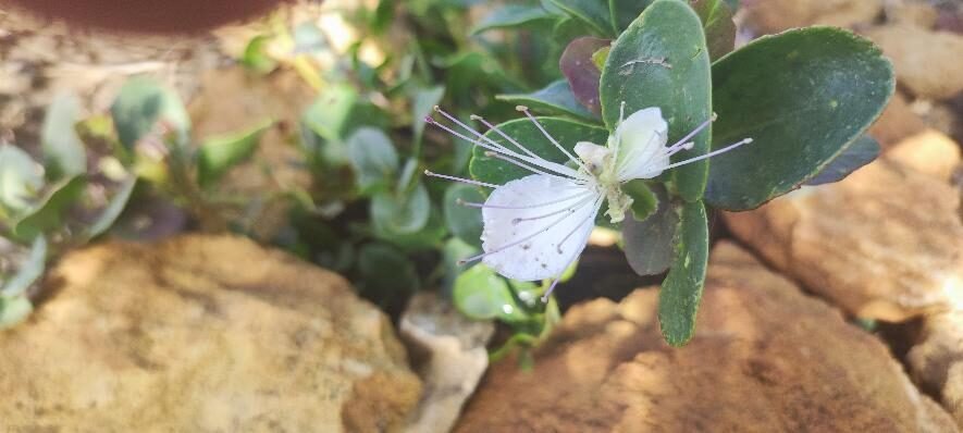 My caper berry in flower