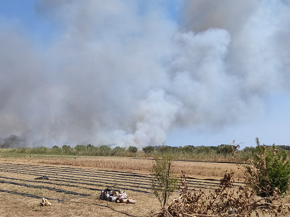 Fires in Sicily threaten farmlands every year. This was our farm this year, 2026