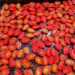 Preserving tomatoes in Sicily by drying them in the sun