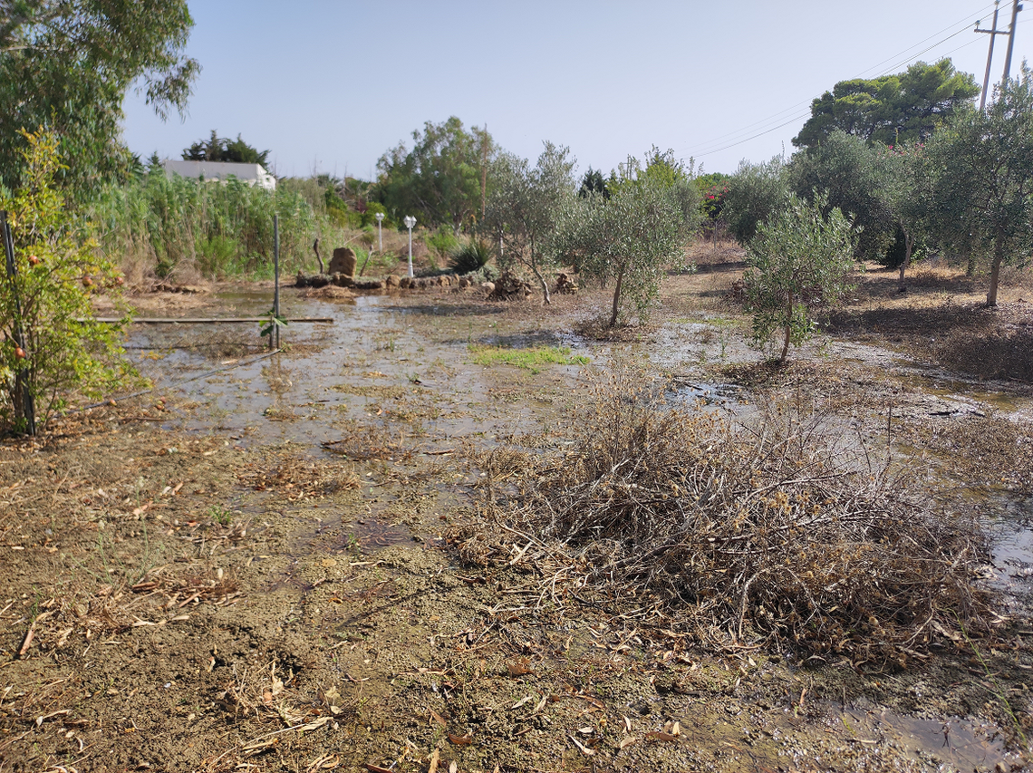 What my garden looked like after the water leak in Sicily.