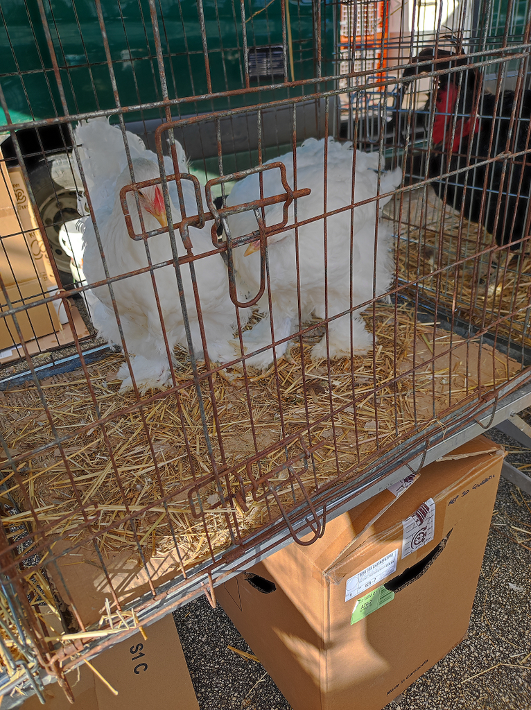 Cochan chickens with their feathered feet at the Partanna Livestock Fair.