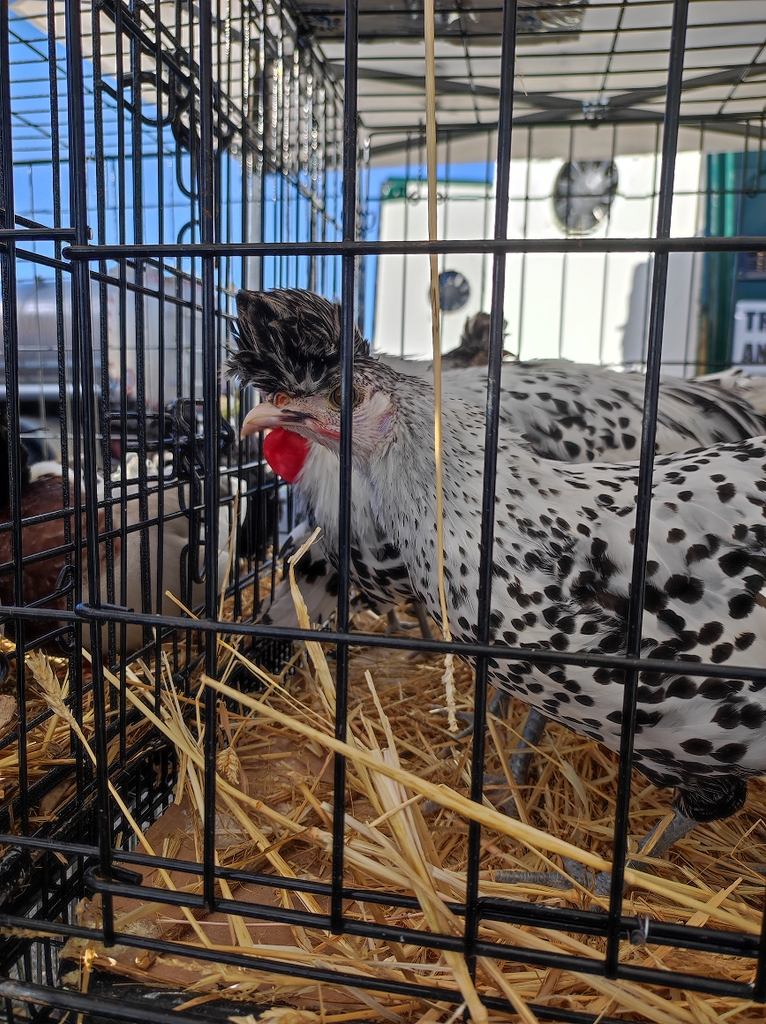 Silver Spangled Appenzeller chicken at the Partanna Livestock Fair,